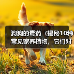 狗狗的毒药：揭秘10种常见家养植物毒性全攻略