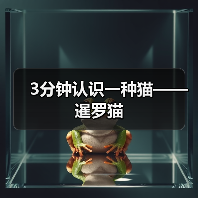 3分钟认识一种猫——暹罗猫(图4) 暹罗猫全攻略:性格特点与饲养要点(图4)