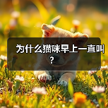 猫咪早上一直叫怎么办全攻略(图2)