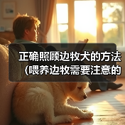 边牧犬正确喂养方法全攻略
