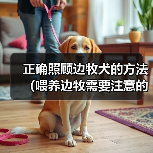 正确照顾边牧犬的方法(喂养边牧需要注意的事项)(图4) 边牧犬正确喂养方法全攻略(图4)