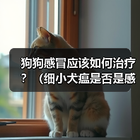 狗狗感冒应该如何治疗?(细小犬瘟是否是感冒的症状?应该如何辨别?)(图2) 狗狗感冒治疗全攻略(图2)