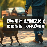 萨摩耶掉毛周期及掉毛原因解析(探究萨摩耶掉毛周期,了解掉毛原因和掉毛预防方法)(图2) 萨摩耶掉毛周期及原因解析全攻略(图2)