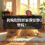 狗狗刚到家很安静怎么办全攻略