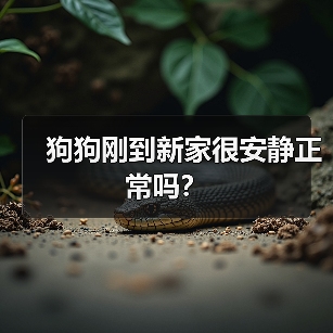 狗狗刚到家很安静怎么办全攻略(图4)