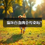猫咪白血病会传染吗？全攻略