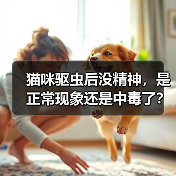 猫咪驱虫后没精神全攻略