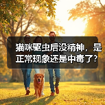 猫咪驱虫后没精神,是正常现象还是中毒了?(图2) 猫咪驱虫后没精神全攻略(图2)