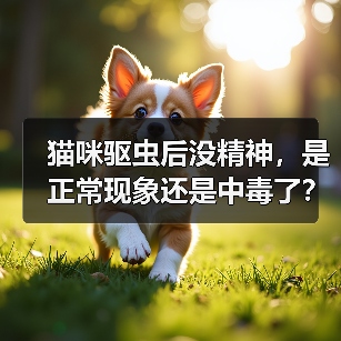 猫咪驱虫后没精神,是正常现象还是中毒了?(图4) 猫咪驱虫后没精神全攻略(图4)