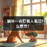 猫咪一直盯着人看是什么意思?(图4) 猫咪一直盯着人看是什么意思全攻略(图4)