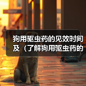 狗用驱虫药见效时间及使用全攻略(图2)