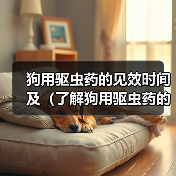 狗用驱虫药见效时间及使用全攻略(图3)