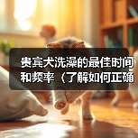贵宾犬洗澡最佳时间和频率全攻略