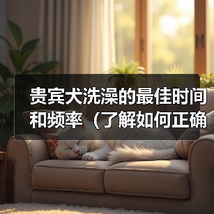 贵宾犬洗澡最佳时间和频率全攻略(图4)