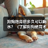 狗狗绝育后多久喝水全攻略