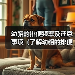 幼貂排便频率及注意事项全攻略