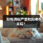 狗狗泪痕严重和狗粮有关吗?(图2) 狗狗泪痕严重和狗粮有关吗全攻略(图2)