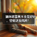 猫咪吃蛋黄好处多风险也不少全攻略