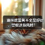 猫咪吃蛋黄不全是好处,警惕这些风险!(图4) 猫咪吃蛋黄好处多风险也不少全攻略(图4)