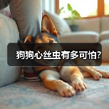 狗狗心丝虫有多可怕?(图2) 狗狗心丝虫有多可怕?全攻略(图2)