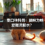 猫咪为啥爱喝洗脚水全攻略(图3)