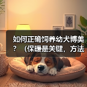 幼犬博美正确饲养方法保暖是关键全攻略