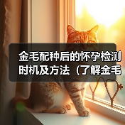 金毛配种怀孕检测时机方法全攻略