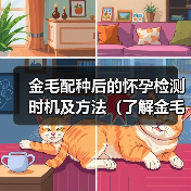 金毛配种后的怀孕检测时机及方法(了解金毛配种成功与否的关键时刻,从早期孕检开始)(图4) 金毛配种怀孕检测时机方法全攻略(图4)