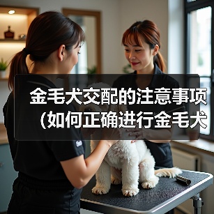 金毛犬交配的注意事项(如何正确进行金毛犬的交配)(图3) 金毛犬交配注意事项全攻略(图3)