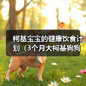 柯基宝宝的健康饮食计划(3个月大柯基狗狗的营养需求与合适狗粮选择)(图2) 柯基宝宝健康饮食计划全攻略(图2)