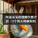 柯基宝宝健康饮食计划全攻略