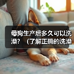 母狗生产后多久可以洗澡?(了解正确的洗澡时机,呵护母狗的健康)(图4) 母狗生产后多久洗澡全攻略(图4)