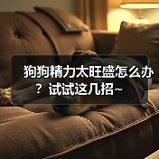 狗狗精力太旺盛怎么办?试试这几招~(图3) 狗狗精力太旺盛怎么办全攻略(图3)