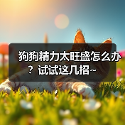 狗狗精力太旺盛怎么办?试试这几招~(图2) 狗狗精力太旺盛怎么办全攻略(图2)