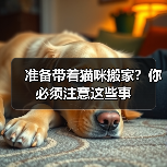 准备带着猫咪搬家?你必须注意这些事(图2) 猫咪搬家必备攻略|抗应激反应实用指南(图2)