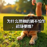 猫咖猫咪不怕生全攻略