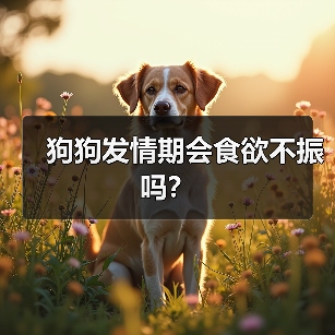 狗狗发情期食欲不振怎么办全攻略