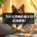 为什么猫咖的猫不怕生,能随便撸?(图4) 猫咖猫咪不怕生全攻略(图4)