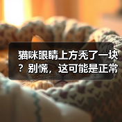 猫咪眼睛上方秃了一块?别慌,这可能是正常现象(图2) 猫咪眼睛上方秃一块全攻略(图2)