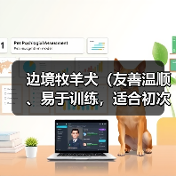 边境牧羊犬(友善温顺、易于训练,适合初次养犬者)(图3) 边境牧羊犬新手养犬指南|性格训练全攻略(图3)