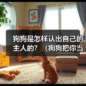 狗狗认出主人的明显表现和迹象全攻略