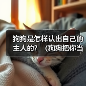 狗狗是怎样认出自己的主人的?(狗狗把你当主人的明显表现和迹象)(图4) 狗狗认出主人的明显表现和迹象全攻略(图4)