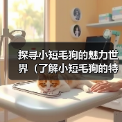 小短毛狗魅力世界全攻略