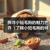 小短毛狗魅力世界全攻略(图3)