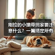刚捡的小猫带回家要注意什么?一篇搞定所有难题(图2) 刚捡小猫带回家注意事项全攻略(图2)