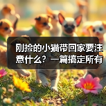 刚捡的小猫带回家要注意什么?一篇搞定所有难题(图3) 刚捡小猫带回家注意事项全攻略(图3)