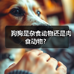 狗狗是杂食动物还是肉食动物?(图2) 狗狗是杂食动物还是肉食动物全攻略(图2)