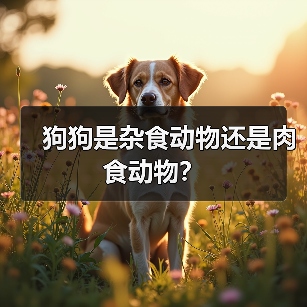 狗狗是杂食动物还是肉食动物?(图3) 狗狗是杂食动物还是肉食动物全攻略(图3)