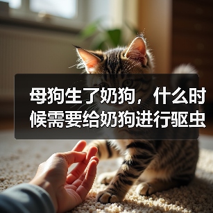 母狗奶狗驱虫时间及方法全攻略(图4)