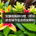 安静狗狗排行榜(探究适合城市生活的安静狗狗品种,给你一个宁静的家庭伴侣)(图2) 安静狗狗排行榜全攻略(图2)